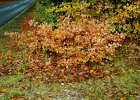 2001.11 DK 02.24 boom met herfstkleuren.jpg